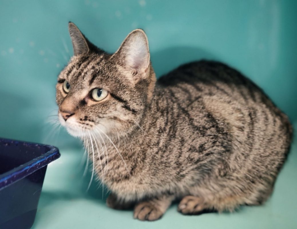 Zounette - Chat Européen à adopter