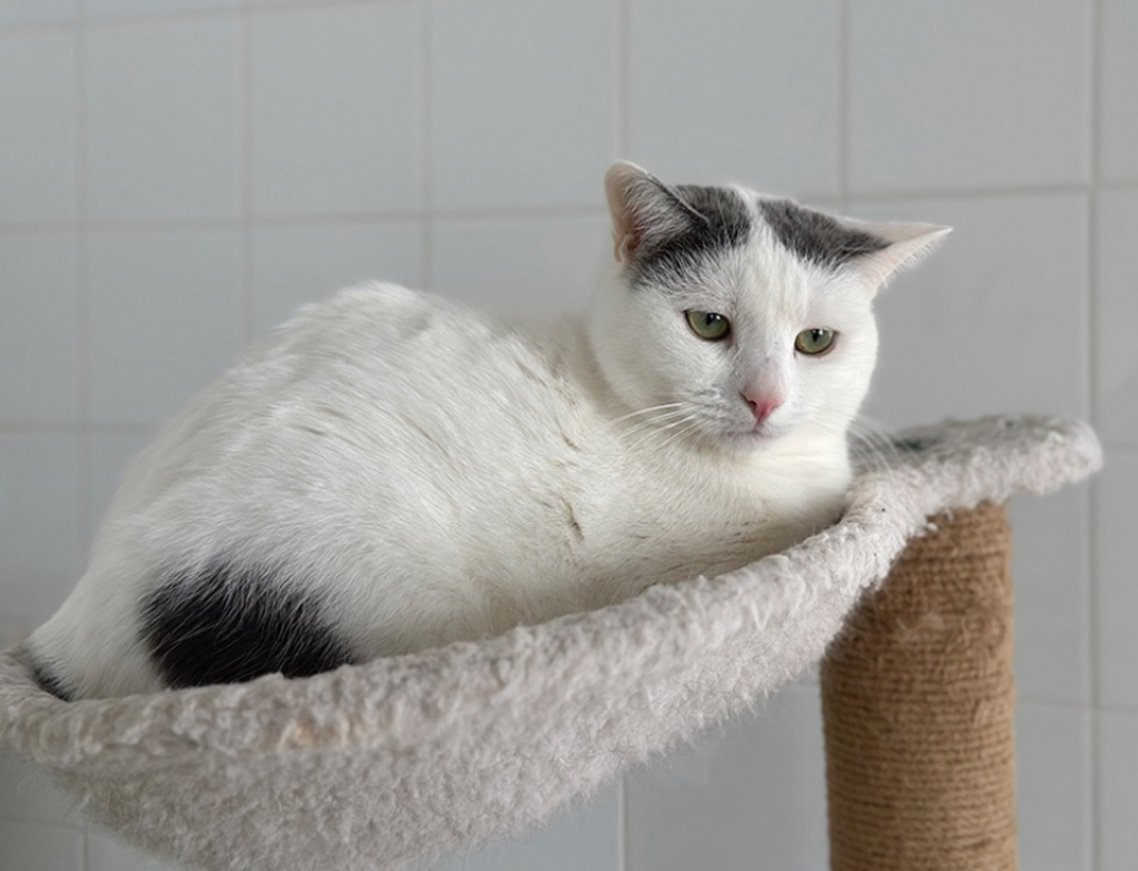 Sheeran - Chat Européen à adopter - photo 4