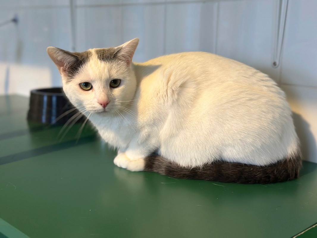 Sheeran - Chat Européen à adopter - photo 5