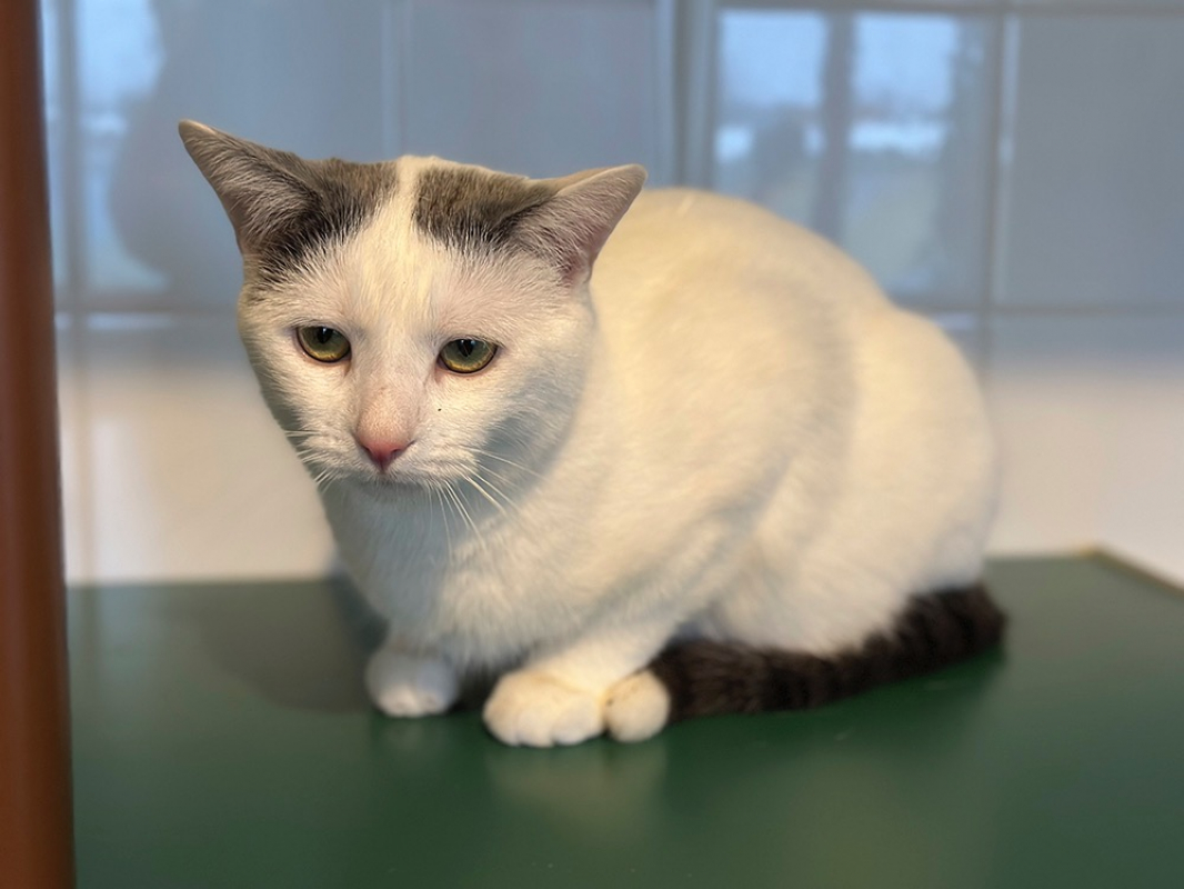 Sheeran - Chat Européen à adopter - photo 6