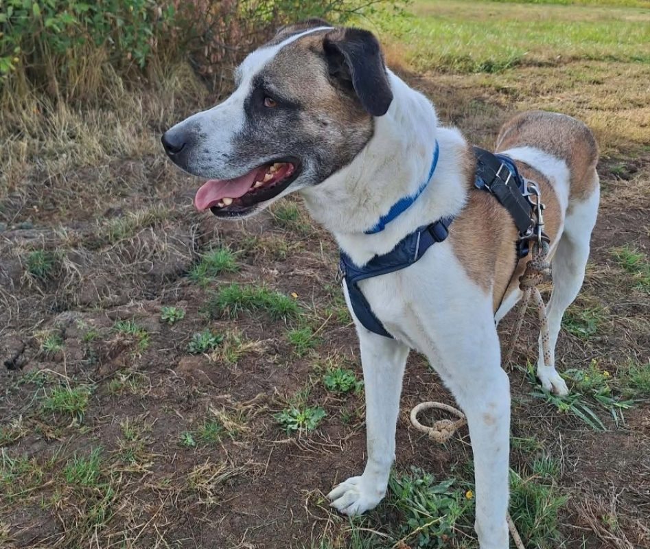 Balto - Chien Berger d'Anatolie à adopter