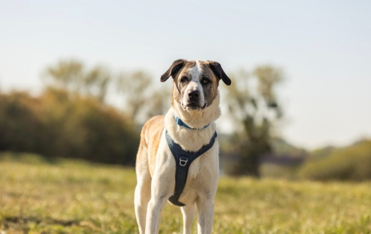 Balto - Chien Berger d'Anatolie à adopter