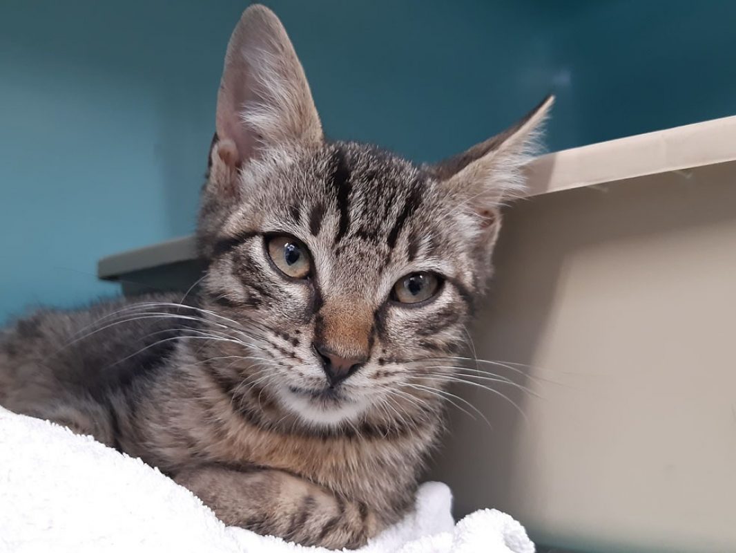 Chelif - Chat Européen à adopter