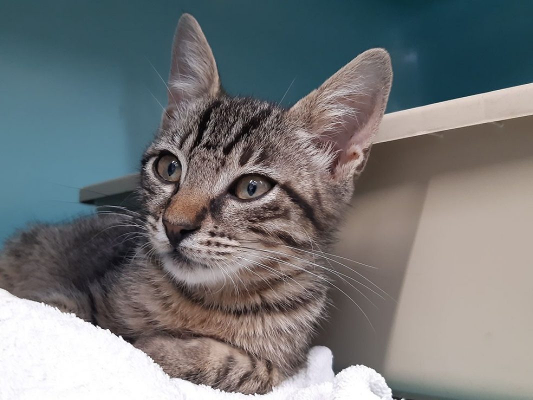 Chelif - Chat Européen à adopter - photo 2