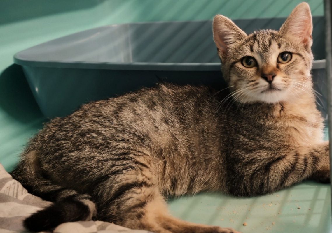 Witchy - Chat Européen à adopter