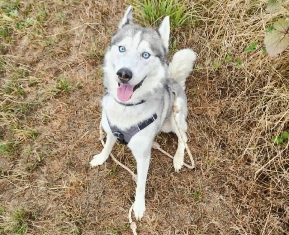 Nanouk - Chien Husky Sibérien à adopter
