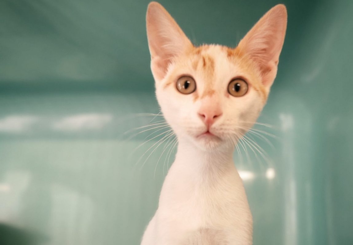 Taz - Chat Européen à adopter