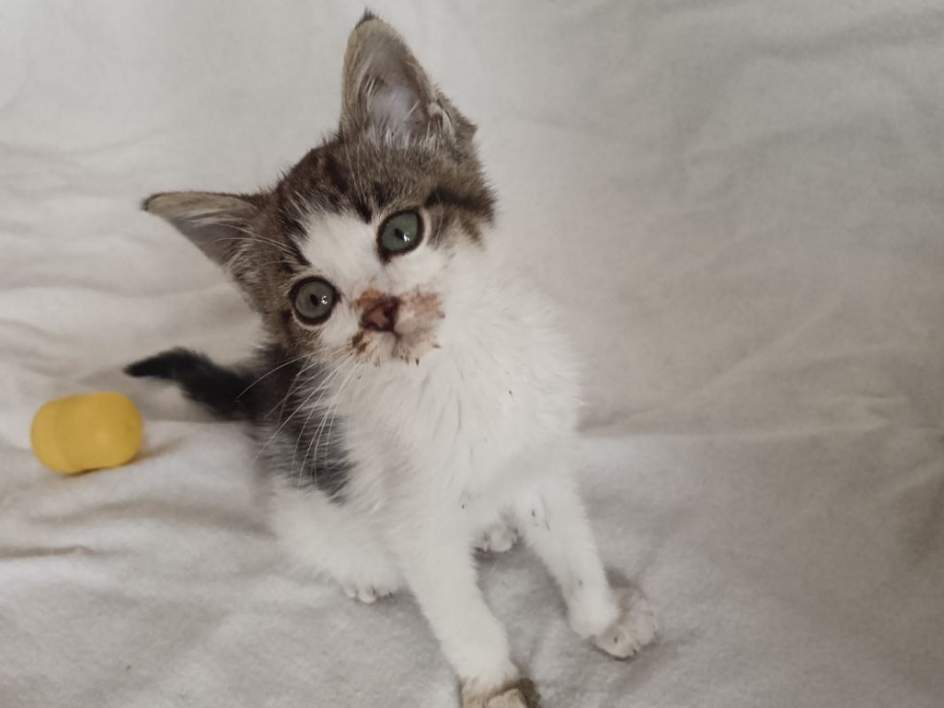 Capitaine - Chat Européen à adopter