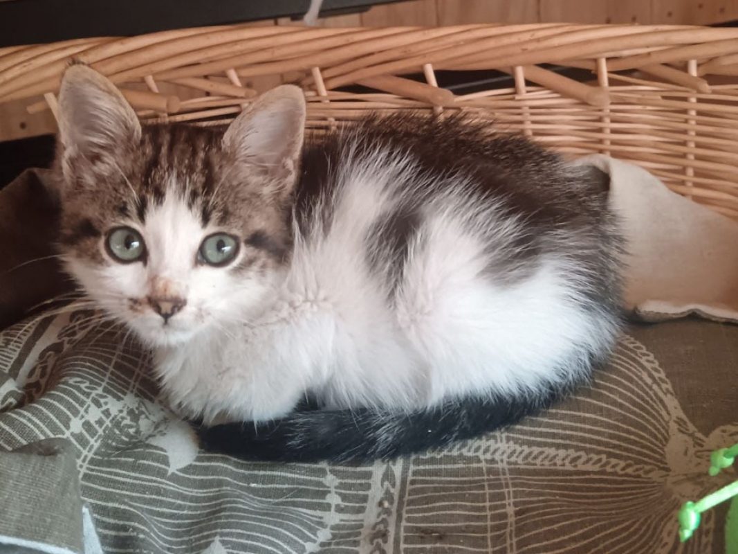 Capitaine - Chat Européen à adopter - photo 2