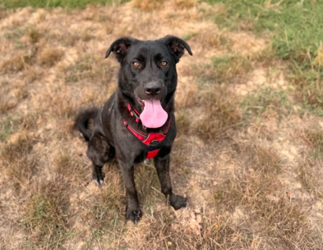 Tayri - Chien Cane Corso à adopter