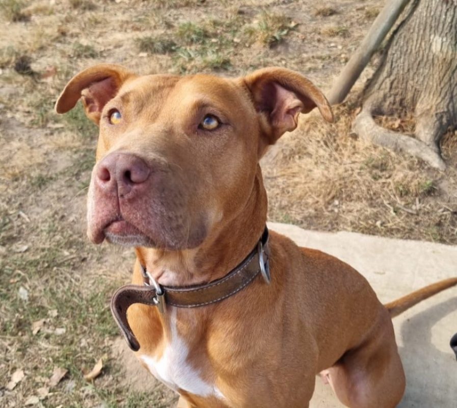 Athena - Chien Dogue de Bordeaux à adopter