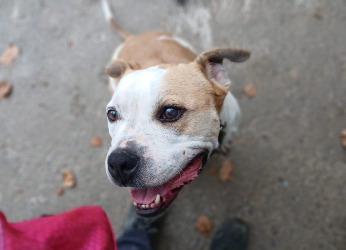 Taison - Chien à adopter