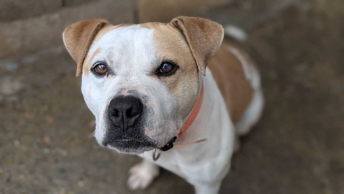 Taison - Chien à adopter