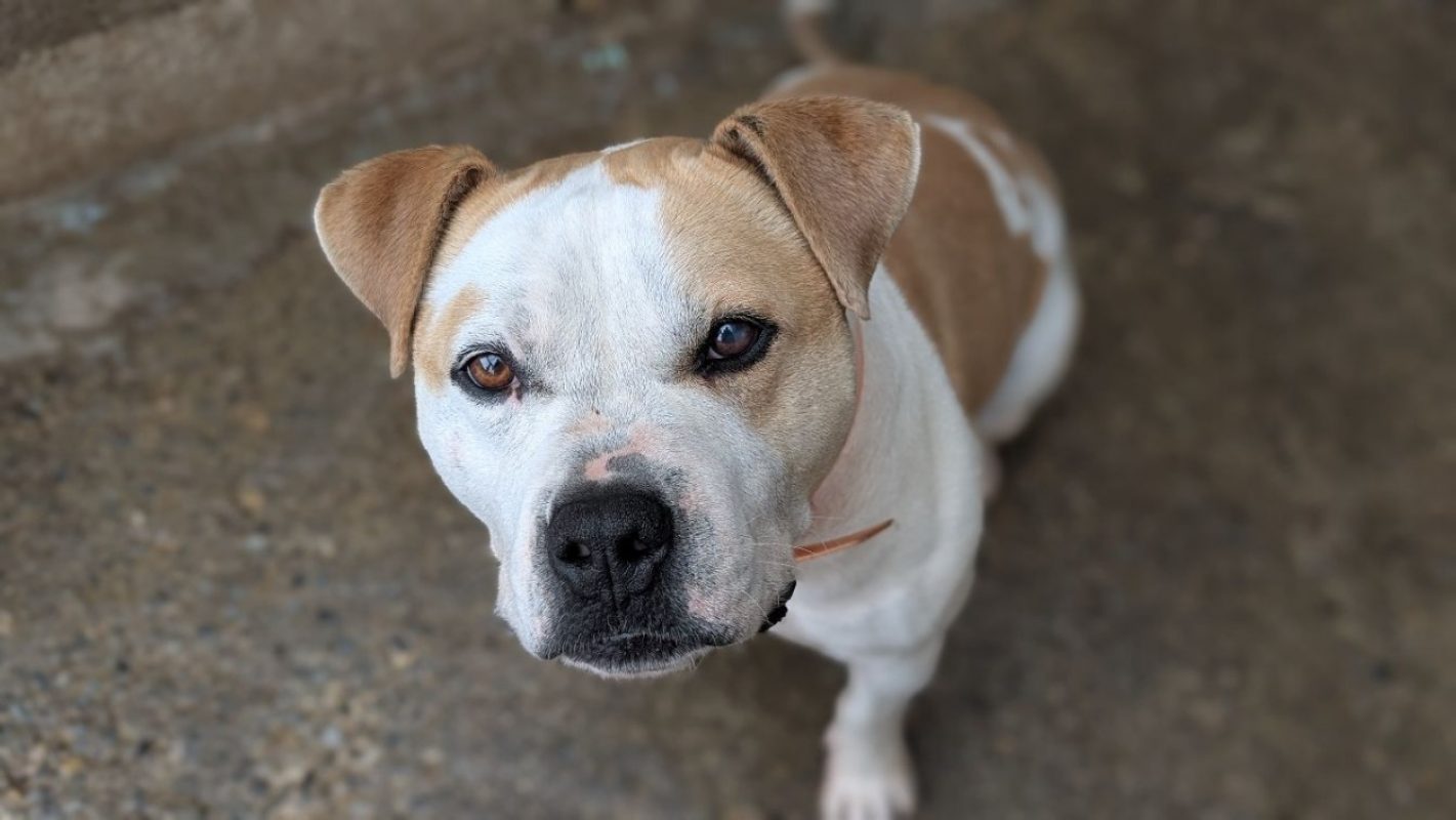 Taison - Chien à adopter - photo 2