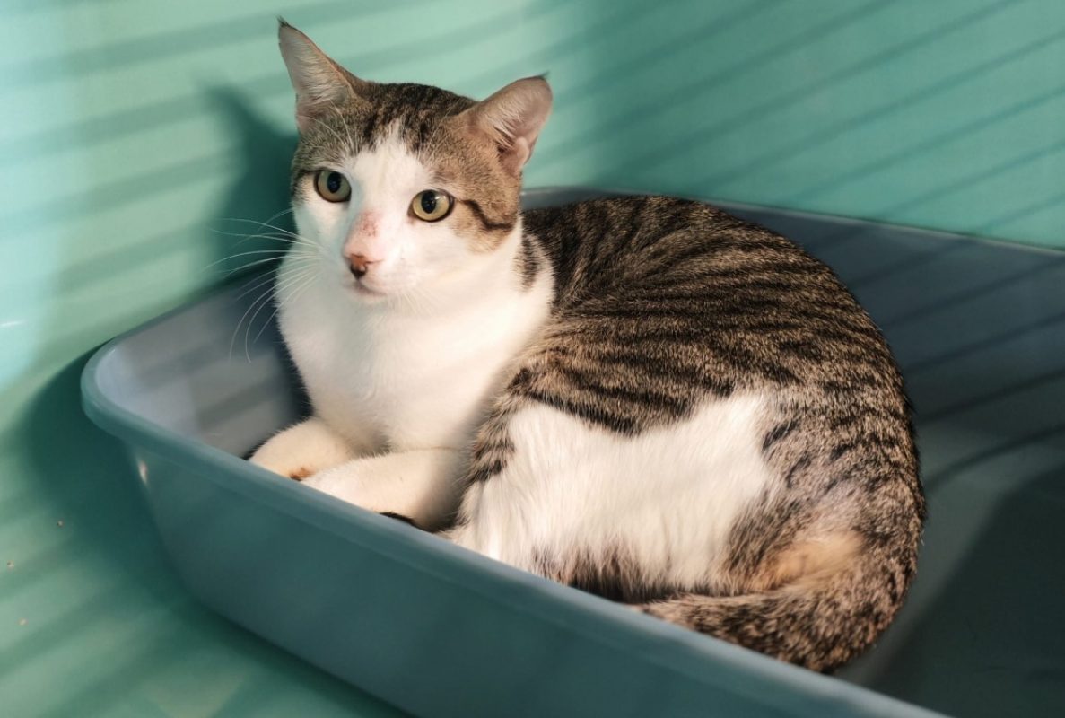 Tigris - Chat Européen à adopter