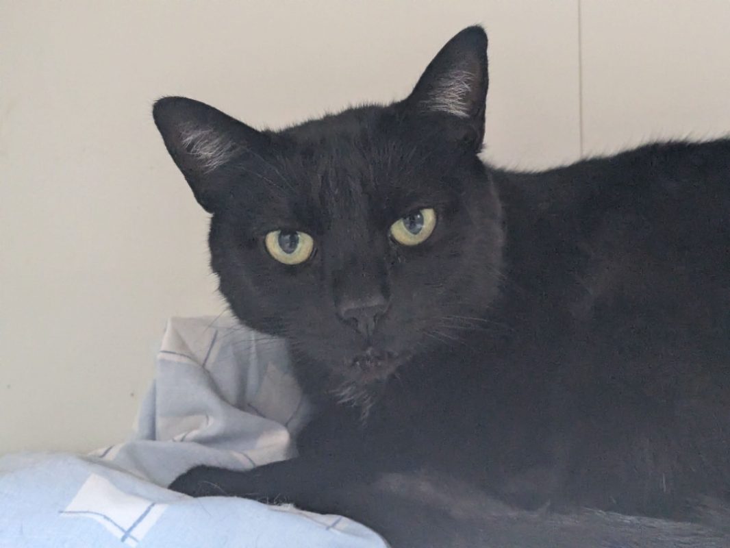 Maddy - Chat Européen à adopter