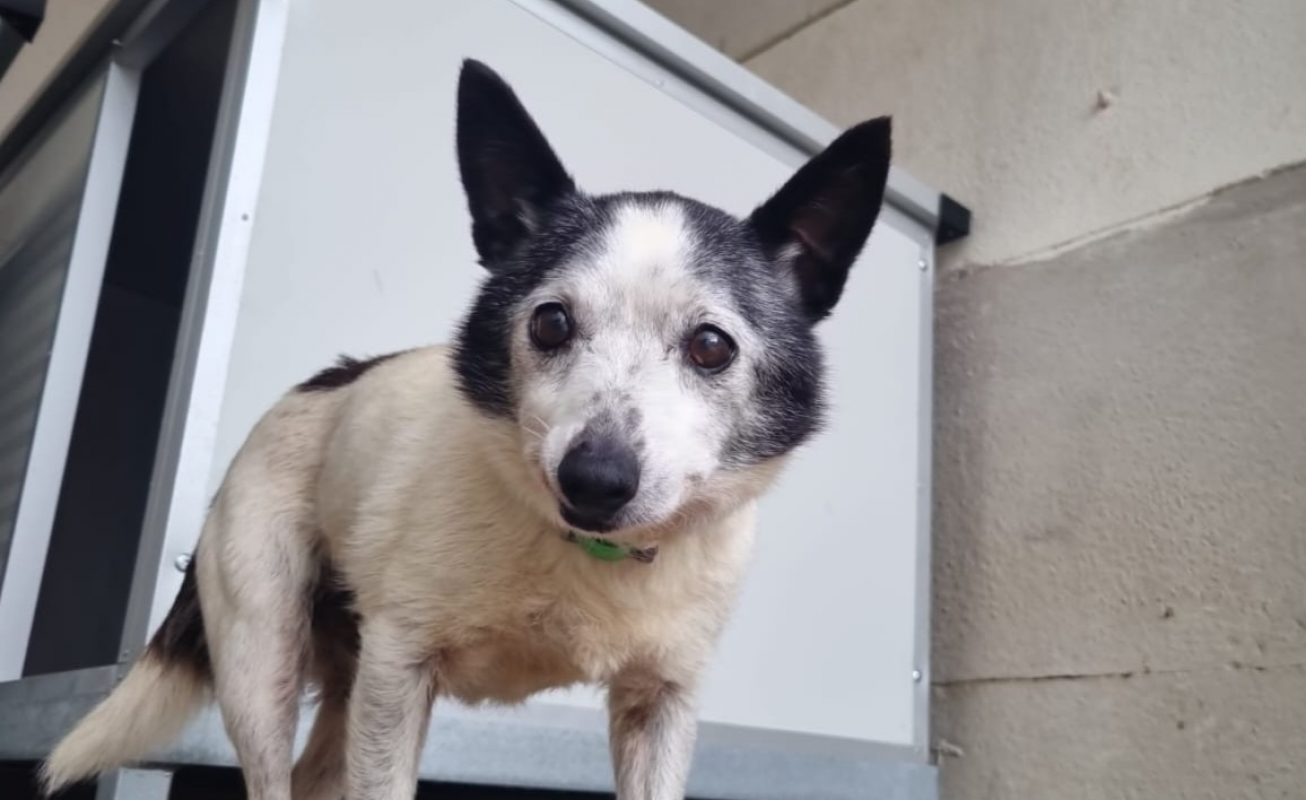 Pépé - Chien Ratier pragois à adopter