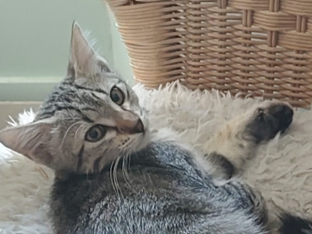 Daphnee - Chat Européen à adopter
