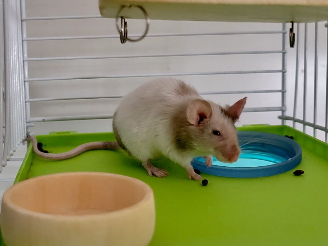 Doowee - Rongeur Souris à adopter
