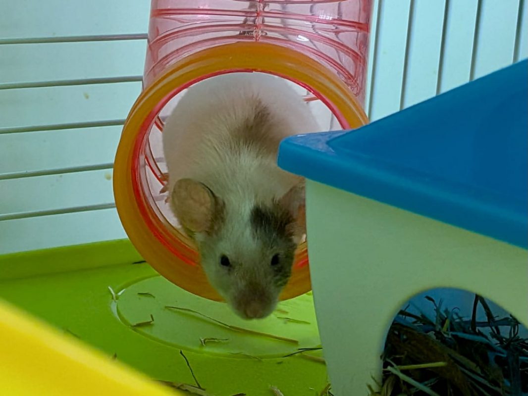 Doowee - Rongeur Souris à adopter - photo 2
