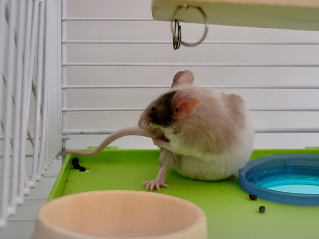 Doowee - Rongeur Souris à adopter - photo 4