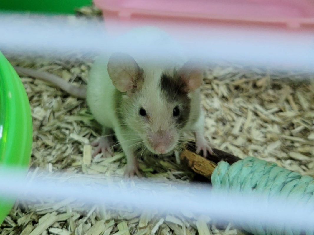 Doowee - Rongeur Souris à adopter - photo 5