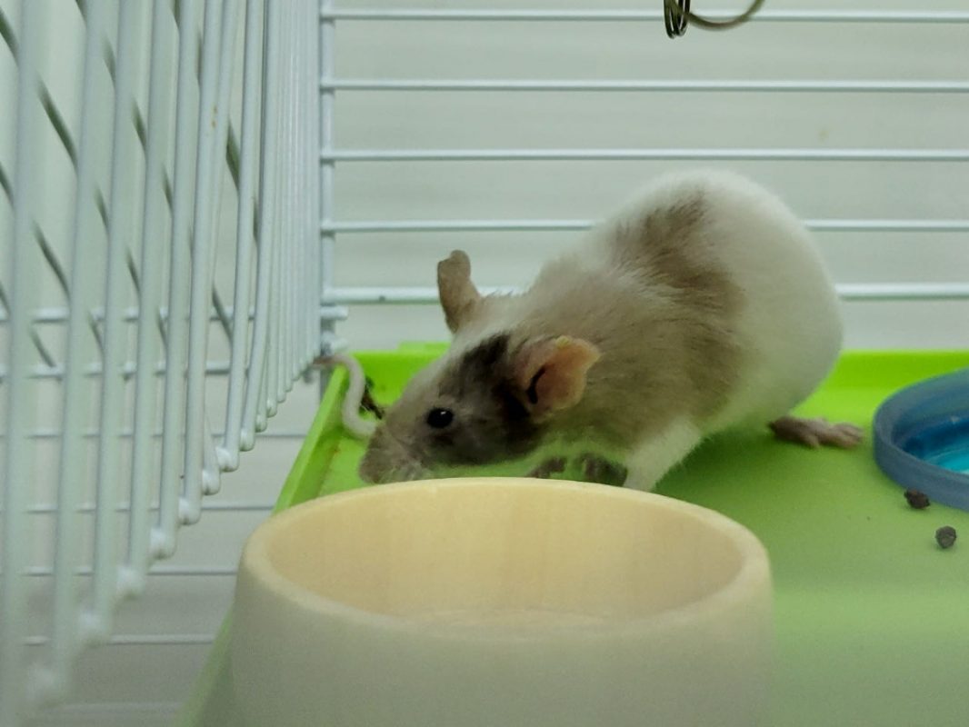 Doowee - Rongeur Souris à adopter - photo 6