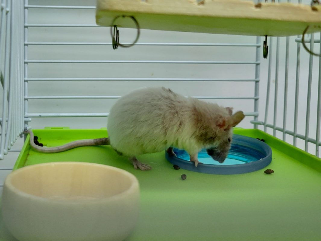 Doowee - Rongeur Souris à adopter - photo 7