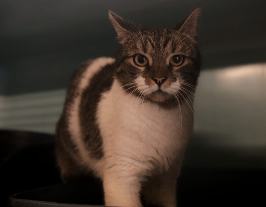 Sganarelle - Chat Européen à adopter