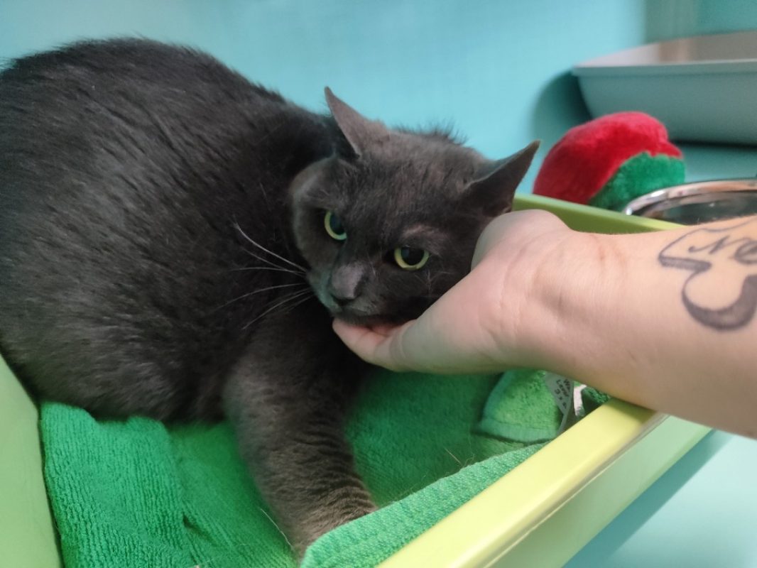 Minouche - Chat Européen à adopter