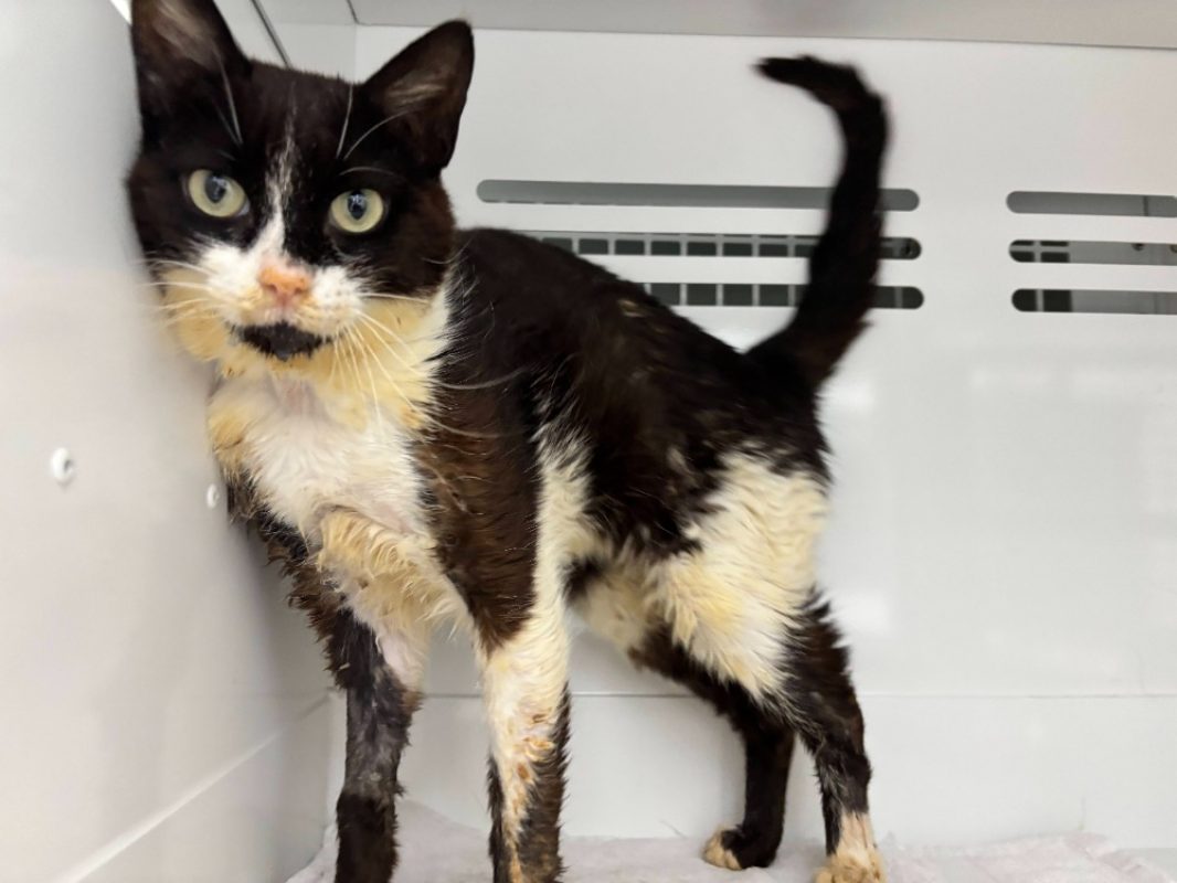 Sahara - Chat Européen à adopter