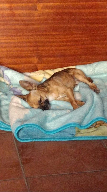 JOY - Chien à adopter - photo 2