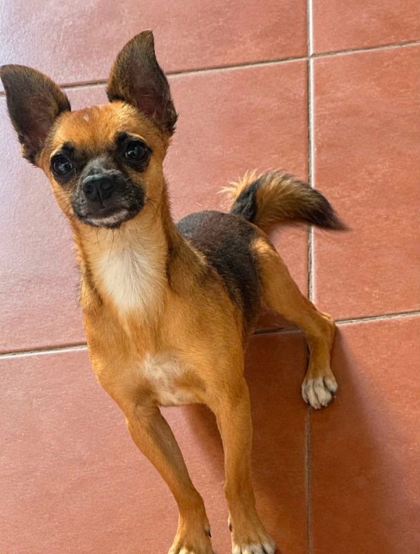 JOY - Chien à adopter