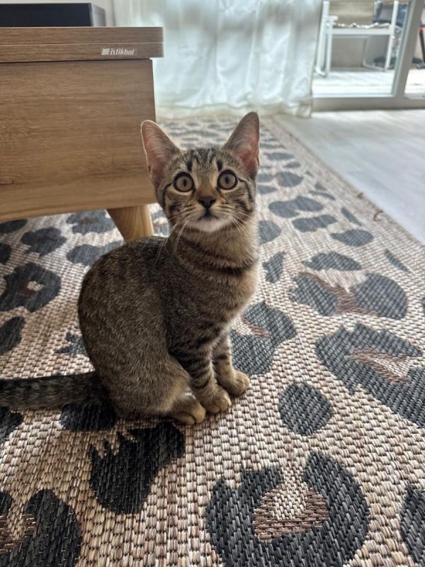 Opale - Chat Européen à adopter - photo 3