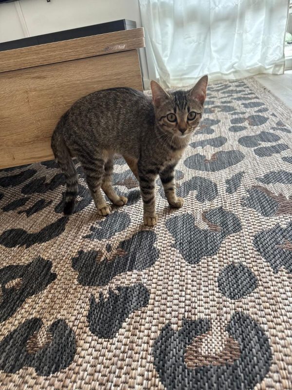 Opale - Chat Européen à adopter - photo 2