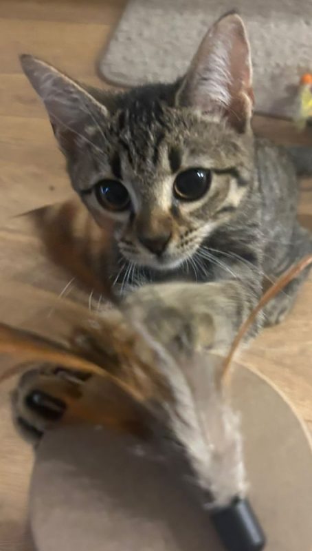 Opale - Chat Européen à adopter