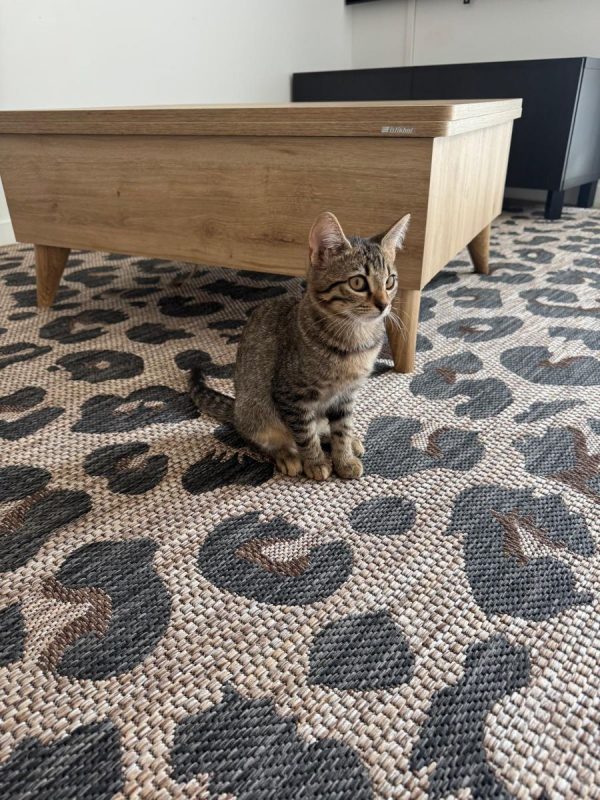Opale - Chat Européen à adopter - photo 4
