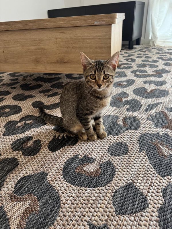Opale - Chat Européen à adopter - photo 5