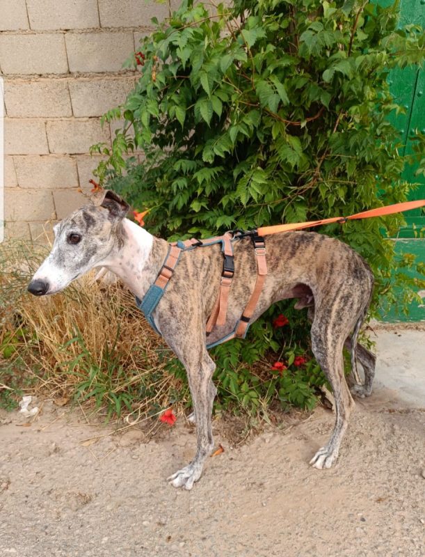 ARGOS - Chien à adopter - photo 2