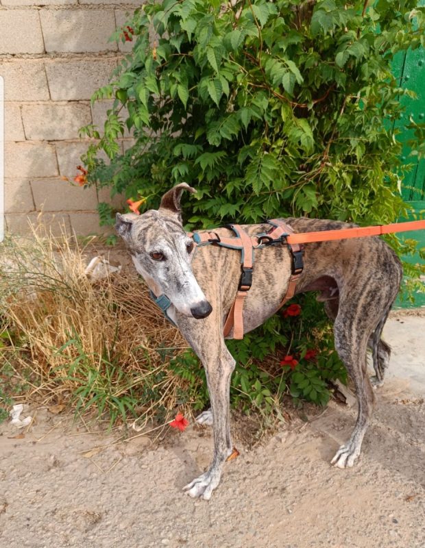 ARGOS - Chien à adopter