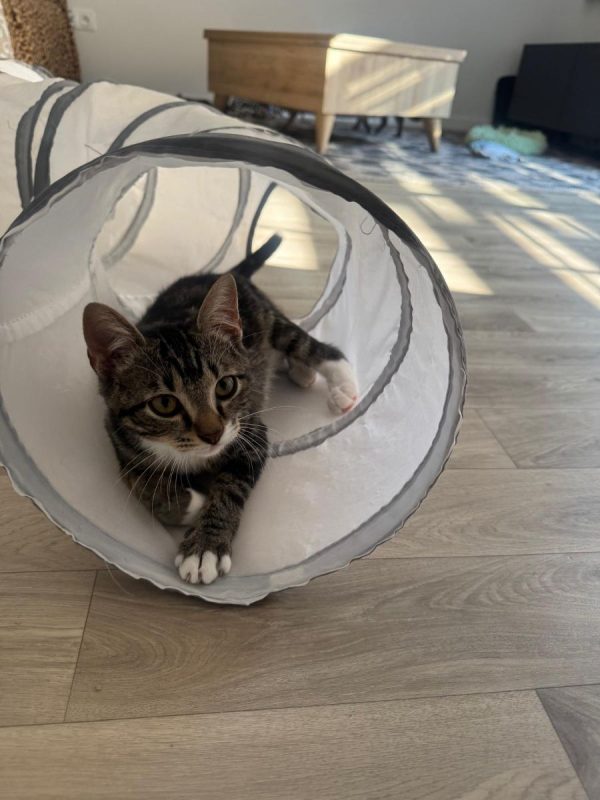 Shoopi - Chat à adopter - photo 3