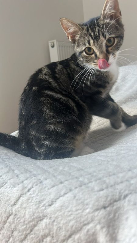 Shoopi - Chat à adopter - photo 2