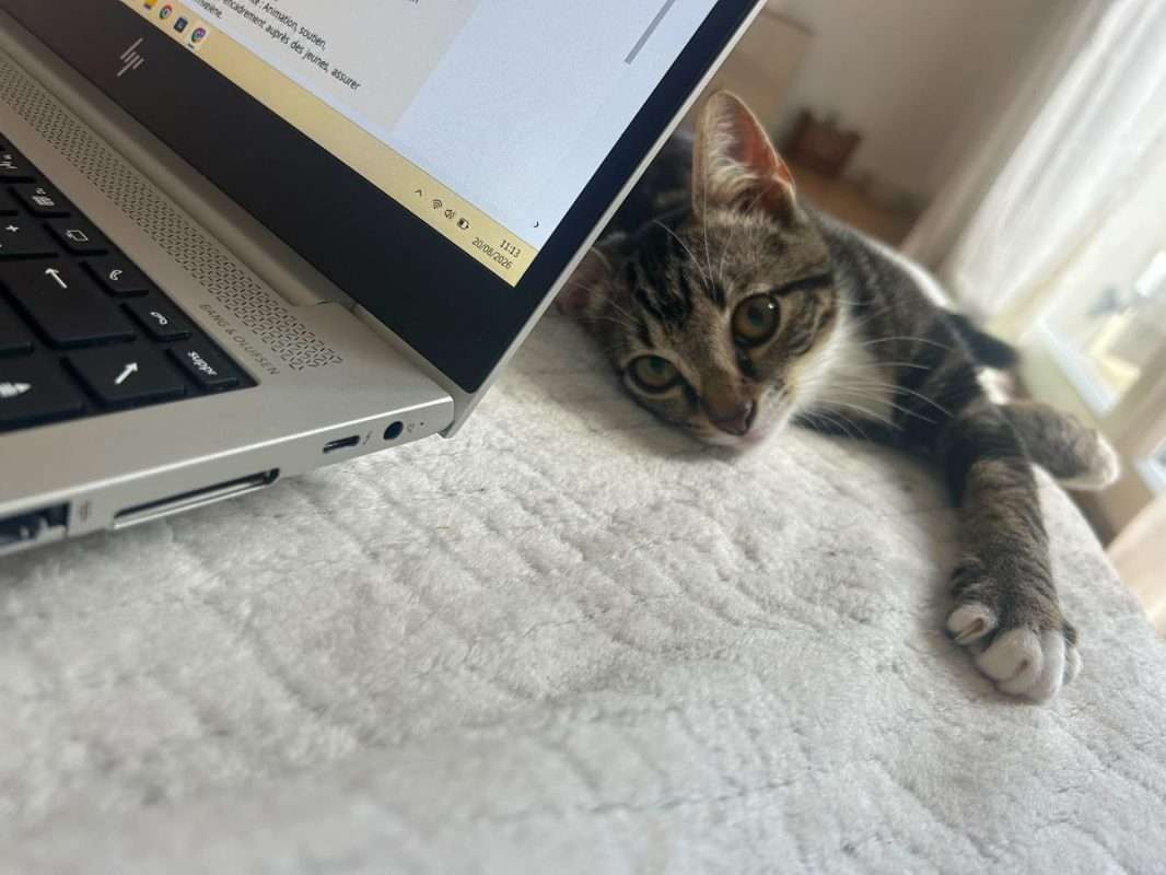 Shoopi - Chat à adopter - photo 4