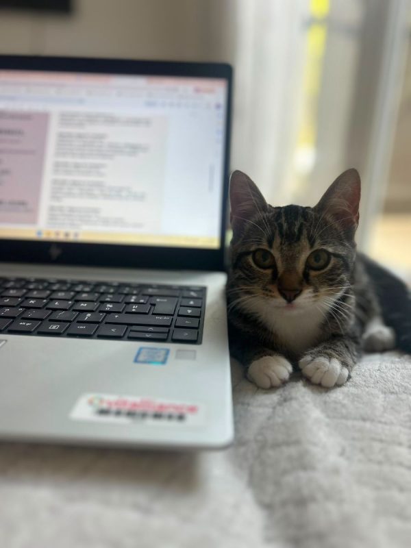 Shoopi - Chat à adopter