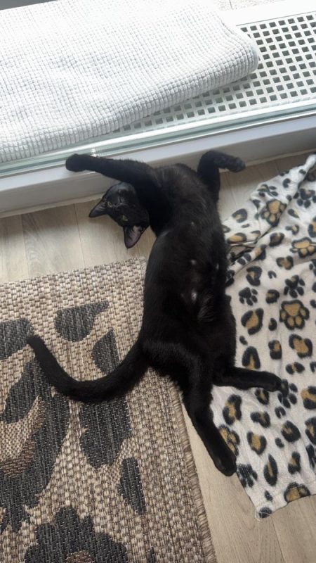Mouwnny - Chat à adopter - photo 8