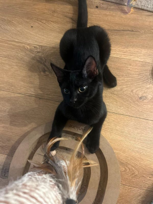 Mouwnny - Chat à adopter - photo 5