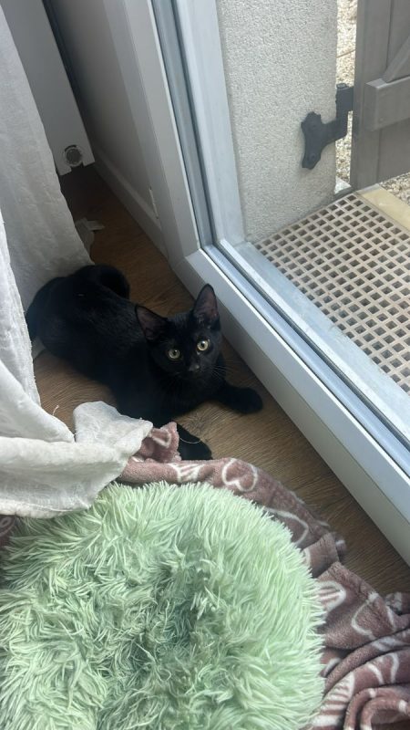 Mouwnny - Chat à adopter - photo 4