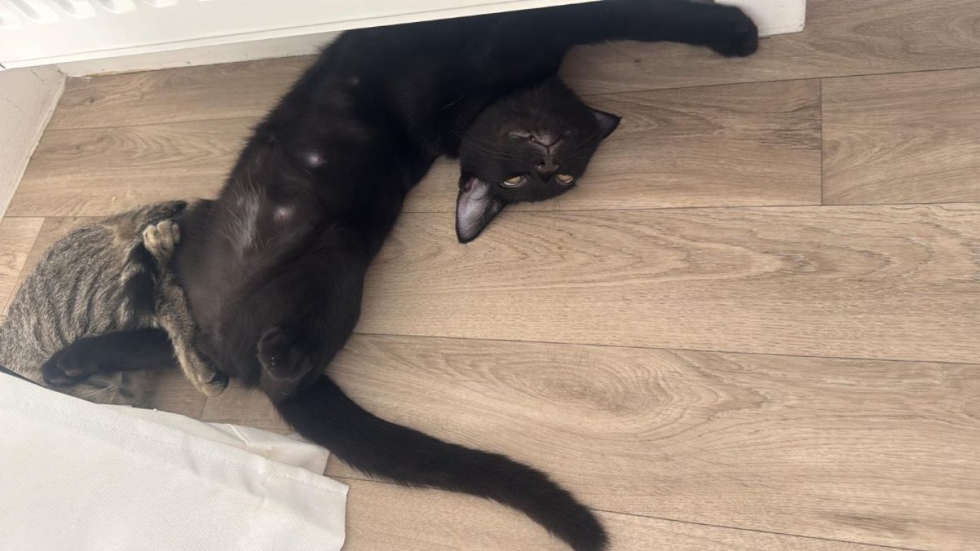 Mouwnny - Chat à adopter - photo 2