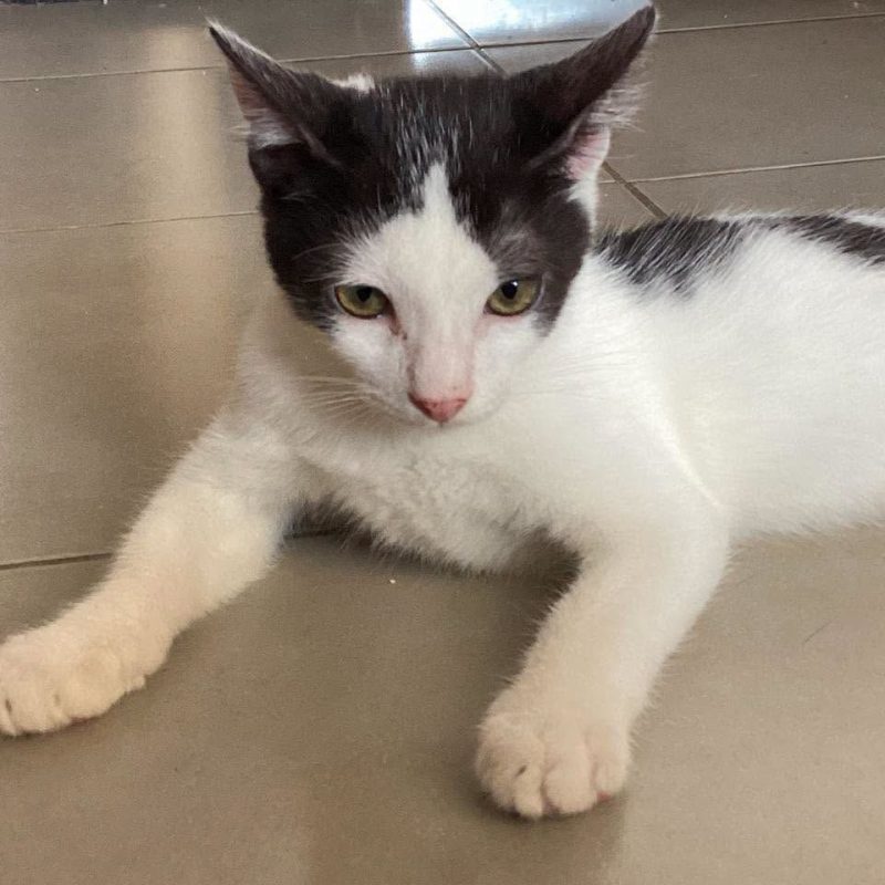 ARCHY - Chat Européen à adopter - photo 4