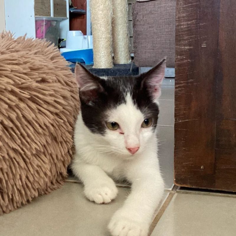 ARCHY - Chat Européen à adopter - photo 2